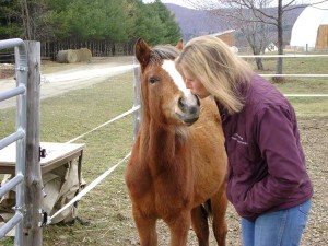 In the hoofprints of history: saving the horses of the Conquistadors