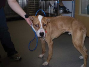 Justice for Dogs: Local nonprofit provides rescue and more