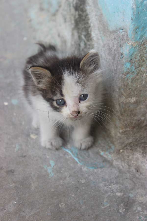 A kitten in Central Havana