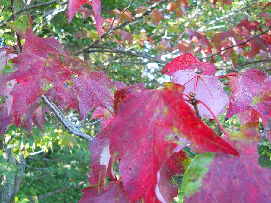 Another season of foliage