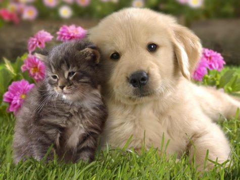Animals aren’t good holiday gifts