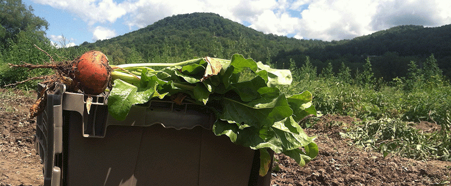 Gleaning recovers local food in Vermont