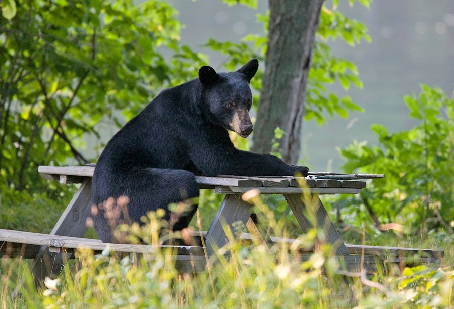 Black bears: Vermont’s largest pests