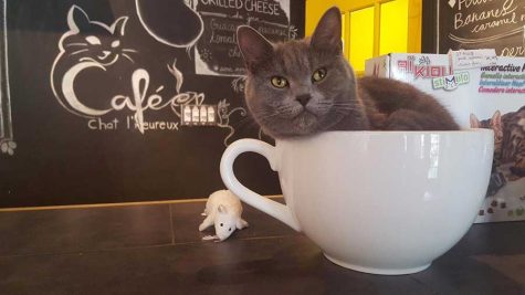 A purr-fect afternoon