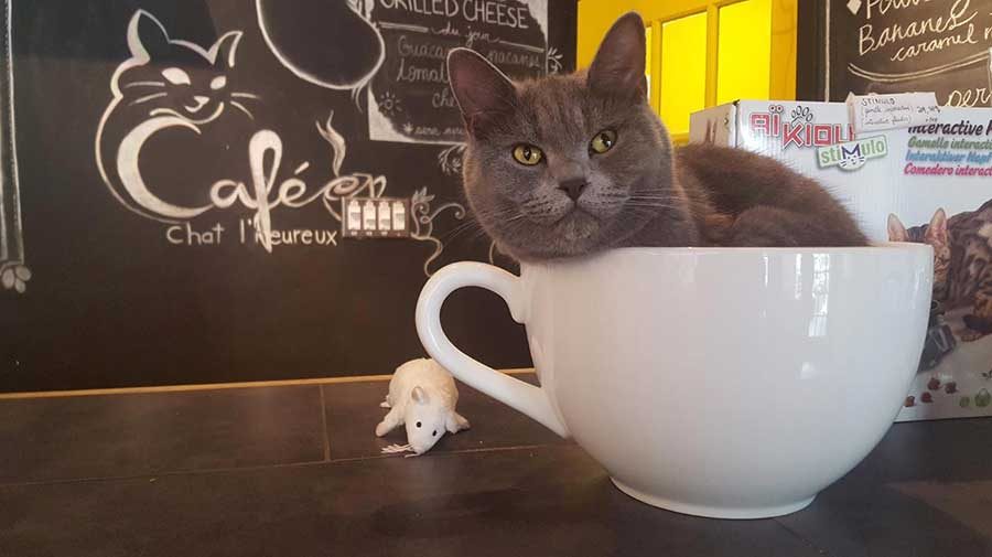 A nice cup of kitty