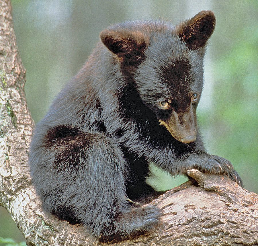 Black bear population booming