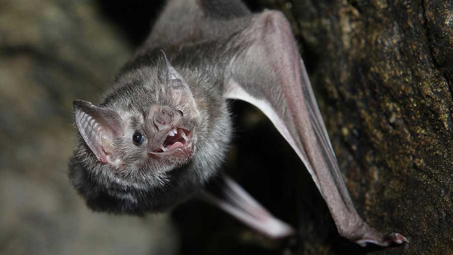 Vermont bats still in trouble