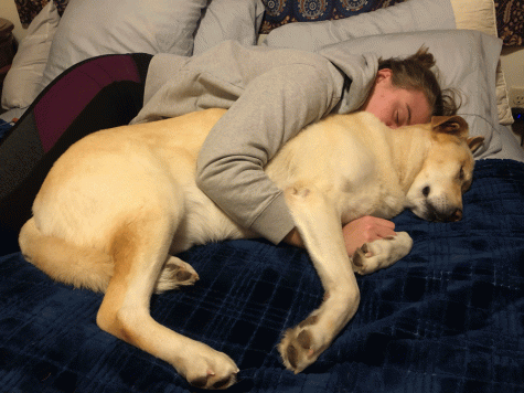 Mutt’s ado about Bodie: thereby hangs a tail