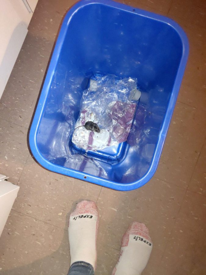 Apartment Resident Opal Savoy found a furry little friend in her trash can. 