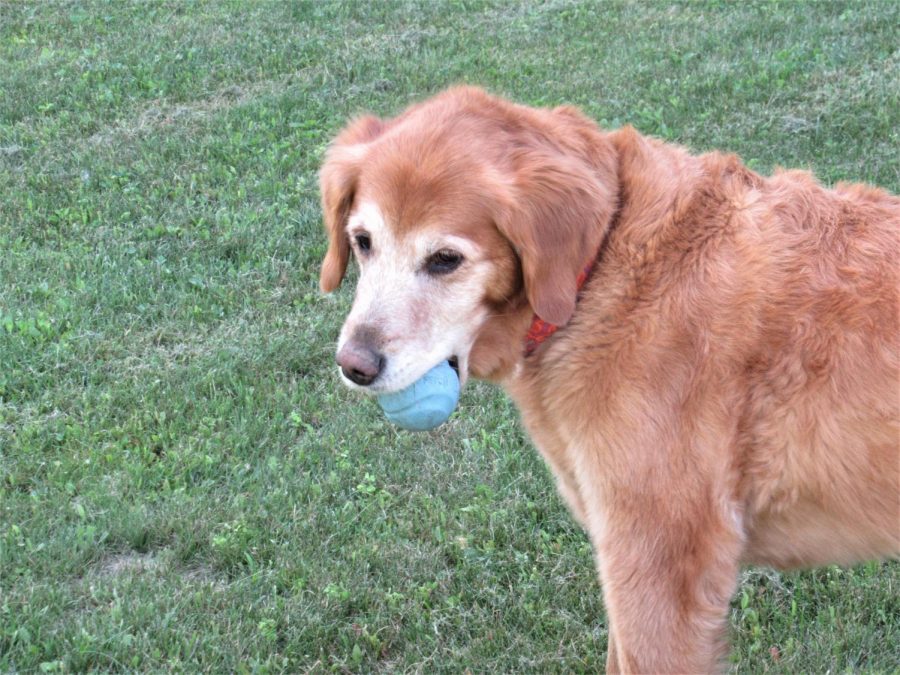 Molly, the sweet, sweet dog