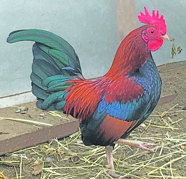 Old english game bantam
